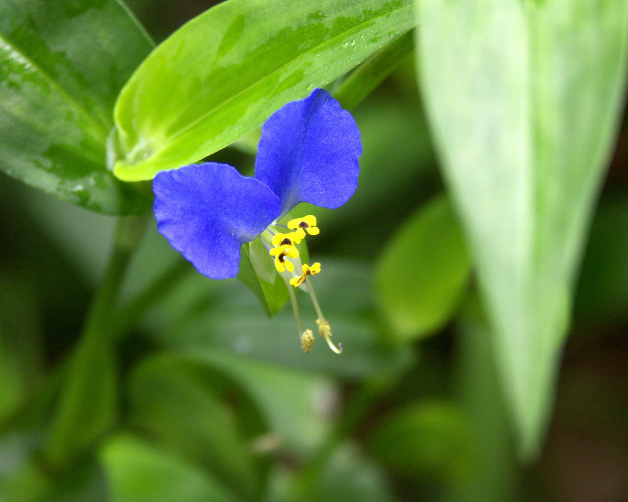 小さな青い花 花の壁紙